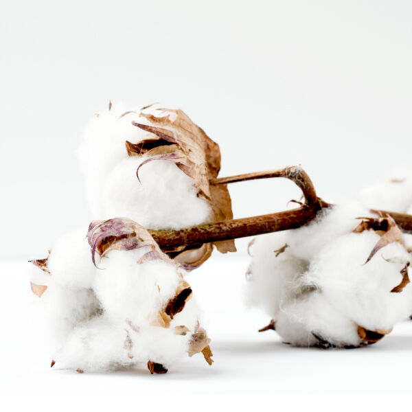 Cotton