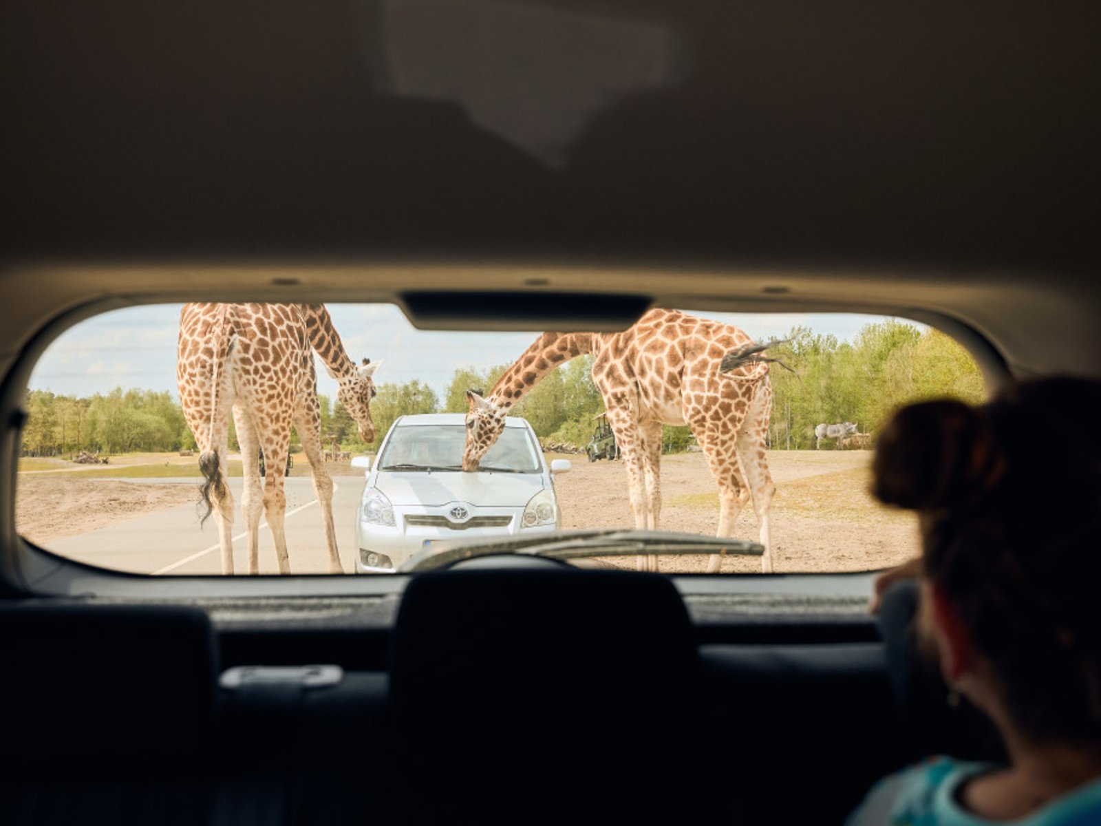 Safaripark Beekse Bergen