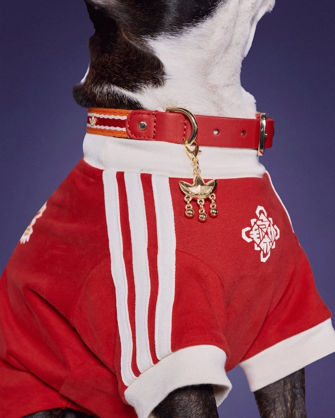 adidas Originals 'Chinese New Year 2026 Pet Collection'